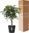 Schefflera Arboricola Gold Capella in Elho® Greenville pot ↨ 100cm - hoge kwaliteit planten
