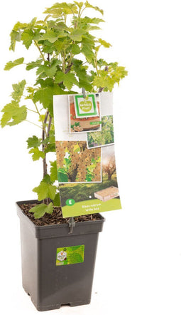 Ribes rubrum Witte bes