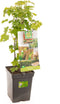 Ribes rubrum Witte bes