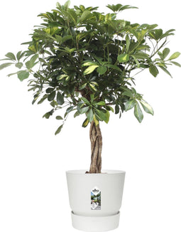 Schefflera Arboricola Gold Capella in Elho® Greenville pot ↨ 100cm - hoge kwaliteit planten
