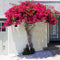 Plant in a Box - Bougainvillea - Bougainvillea op rek - Roze bloemen - Klimplant - Tuinplant - Pot 17cm - Hoogte 50-60cm