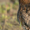 Customize it - Tuinschilderij limosa limosa 70x50