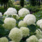 Hello Plants Hydrangea Arborescens Strong Annabelle Hortensia - Wit - Ø 19 cm - Hoogte: 30 cm