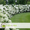 Plant in a Box - Hydrangea arborescens Annabelle - Set van 3 - Populaire tuinplant - Pot 17cm - Hoogte 30-40cm