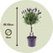 Plant in a Box - Lavandula stoechas 'Anouk' - Lavendelboom - Winterhard - Tuinplanten - Pot 15cm - Hoogte 45-55cm