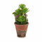 Decoratieve plant Vetplant Plastic 16 x 23 x 16 cm (12 Stuks)