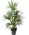 Kentia Palm ↨ 90cm - hoge kwaliteit planten