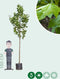 Plataan hoogstam 400 cm | Platanus hispanica 14-18 cm | Bomenbezorgd.nl
