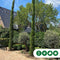 Italiaanse cipresboom 300 cm Cupressus semp. Pyramidalis 325 cm