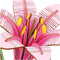 Robotime Pink Lily TW071 - Knutselen - DIY - Houten bouwpakket - Volwassenen - Bloemen - Creatief