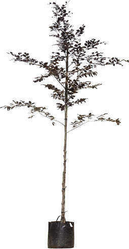 Rode beuk | Fagus syl. 'Atropunicea' 10-14 cm | Bomenbezorgd.nl