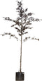 Rode beuk | Fagus syl. 'Atropunicea' 10-14 cm | Bomenbezorgd.nl