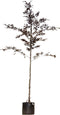 Rode beuk | Fagus syl. 'Atropunicea' 10-14 cm | Bomenbezorgd.nl