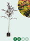 Rode beuk | Fagus syl. 'Atropunicea' 10-14 cm | Bomenbezorgd.nl