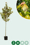 Rode esdoorn October glory | Acer Rubrum October glory 10-14 cm | Bomenbezorgd.nl