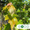 Rode esdoorn October glory | Acer Rubrum October glory 10-14 cm | Bomenbezorgd.nl