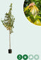 Rode esdoorn October glory | Acer Rubrum October glory 6-10 cm | Bomenbezorgd.nl