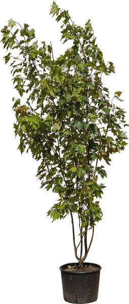 Rode esdoorn October Glory meerstammig | Acer rubrum 'October Glory' | Bomenbezorgd.nl