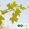 Rode esdoorn Pacific sunset | Acer pacific sunset 10-14 cm | Bomenbezorgd.nl