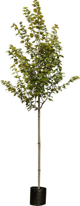 Rode esdoorn Red sunset | Acer rubrum Red sunset 10-14 cm | Bomenbezorgd.nl