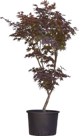Rode Japanse esdoorn Bloodgood Acer palmatum Bloodgood 112,5 cm