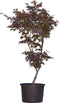 Rode Japanse esdoorn Bloodgood Acer palmatum Bloodgood 112,5 cm