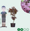 Rode Japanse esdoorn Bloodgood Acer palmatum Bloodgood 112,5 cm