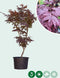 Rode Japanse esdoorn Bloodgood Acer palmatum Bloodgood 112,5 cm