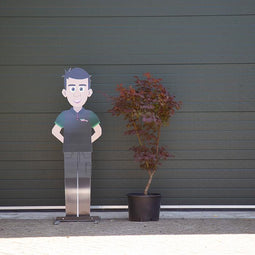 Rode Japanse esdoorn 'Bloodgood' | Acer palmatum 'Bloodgood' | Bomenbezorgd.nl