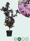 Rode Japanse esdoorn 'Bloodgood' | Acer palmatum 'Bloodgood' | Bomenbezorgd.nl
