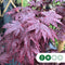 Rode Japanse esdoorn 'Bloodgood' | Acer palmatum 'Bloodgood' | Bomenbezorgd.nl