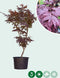 Rode Japanse esdoorn 'Bloodgood' | Acer palmatum 'Bloodgood' | Bomenbezorgd.nl