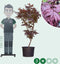 Rode Japanse esdoorn 'Bloodgood' | Acer palmatum 'Bloodgood' | Bomenbezorgd.nl