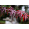 Rode Japanse esdoorn 'Bloodgood' | Acer palmatum 'Bloodgood' | Bomenbezorgd.nl