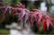 Rode Japanse esdoorn 'Bloodgood' | Acer palmatum 'Bloodgood' | Bomenbezorgd.nl