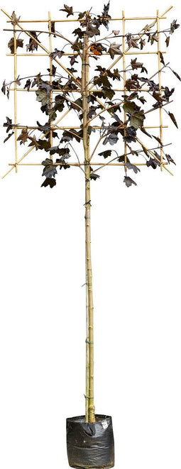Rode lei esdoorn 180 cm | Acer pl. 'Royal Red' 8-12 cm 180 cm| Bomenbezorgd.nl
