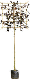 Rode lei esdoorn 180 cm | Acer pl. 'Royal Red' 8-12 cm 180 cm| Bomenbezorgd.nl