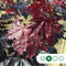 Rode lei esdoorn 180 cm | Acer pl. 'Royal Red' 8-12 cm 180 cm| Bomenbezorgd.nl