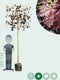 Rode lei esdoorn 180 cm | Acer pl. 'Royal Red' 8-12 cm 180 cm| Bomenbezorgd.nl