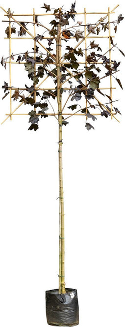 Rode lei esdoorn 200 cm | Acer pl. 'Royal Red' 10-14 cm 200 cm| Bomenbezorgd.nl