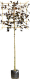 Rode lei esdoorn 200 cm | Acer pl. 'Royal Red' 10-14 cm 200 cm| Bomenbezorgd.nl
