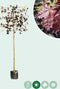 Rode lei esdoorn 200 cm | Acer pl. 'Royal Red' 10-14 cm 200 cm| Bomenbezorgd.nl