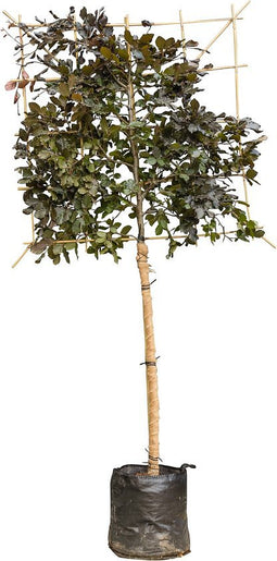 Rode leibeuk 120 cm (120x120) Fagus sylvatica atropunicea 240 cm