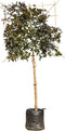 Rode leibeuk 120 cm (120x120) Fagus sylvatica atropunicea 240 cm