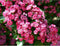 Rode meidoorn Crataegus l. Pauls Scarlet h 350 cm st. omtrek 12 cm