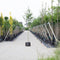 Rode meidoorn Crataegus l. Pauls Scarlet h 350 cm st. omtrek 12 cm