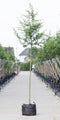 Rode meidoorn Crataegus l. Pauls Scarlet h 350 cm st. omtrek 12 cm