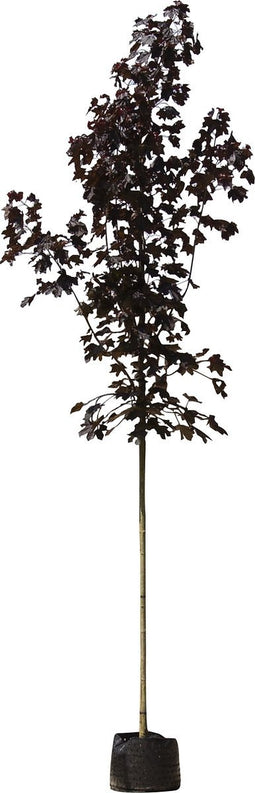 Rode Noorse esdoorn | Acer pl. 'Royal Red' 10-14 cm | Bomenbezorgd.nl