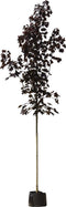 Rode Noorse esdoorn | Acer pl. 'Royal Red' 10-14 cm | Bomenbezorgd.nl