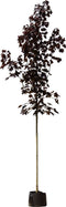 Rode Noorse esdoorn | Acer pl. 'Royal Red' 10-14 cm | Bomenbezorgd.nl
